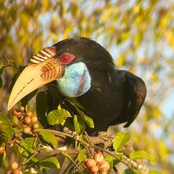 Hornbill