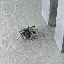 A furry visitor to our patio!