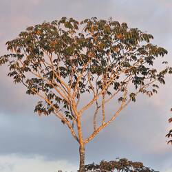 Sunset hitting a tree behind our house.