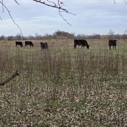 Tourro's für den Stierkampf im Sommer.