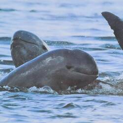 So sehen die eigentlich aus (vom Plakat abfotografiert)
