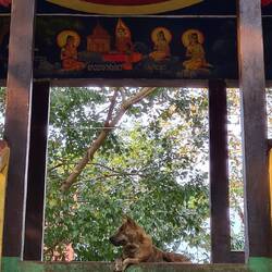 Der König des Tempels