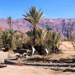 Die Ziegen suchen jedes Grün und klettern auch auf die Bäume