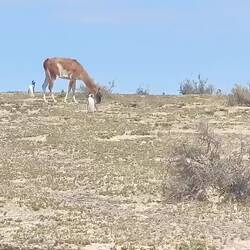 Pinguine brüten hier in Erfthöhlen