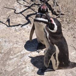 Hübsche Vogel, die meistens 2 Jungen hatten🐧🐧