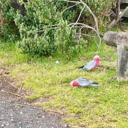 Rosakakadu (Eolophus roseicapilla) oder auch "Galah" genannt.