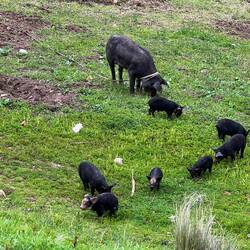 Schwarze Schweine mit Nachwuchs auf dem freien Feld