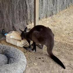 Wallaby's Frühstück!