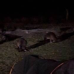 Nächtlicher Känguru Besuch