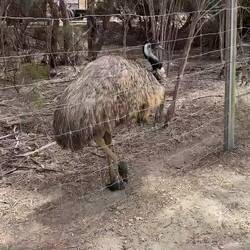Emu at Emu Ridge