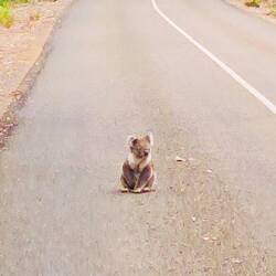 Der dass da einfach auf der Straße