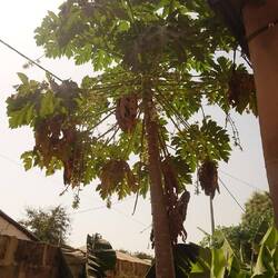 Ein Papayabaum in Sarjos Garten