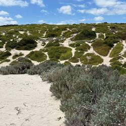 Seelöwen-Wege in den Dünen