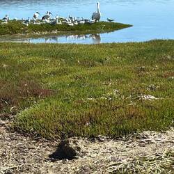 Pelikan in Gesellschaft am American River