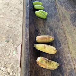 Frisch gepflückte kleine Banenen und Zitronenähnliche Früchte