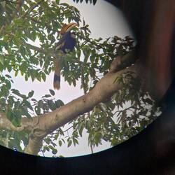 Hornbill