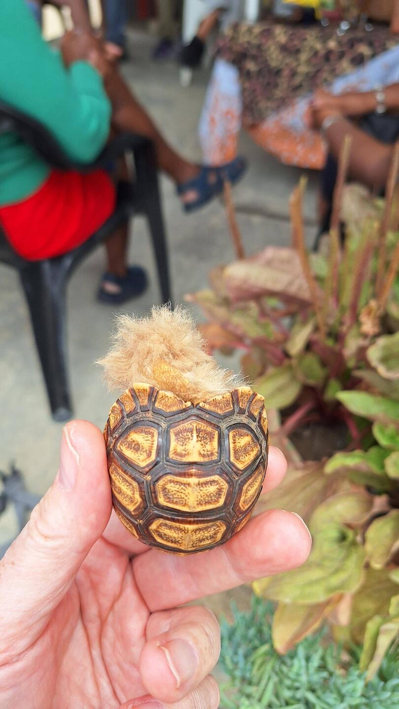 A lady's powder puff she would carry with her, housed in a tortoise shell.