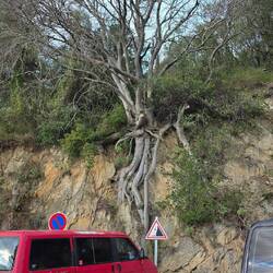 Man beachte die Wurzeln