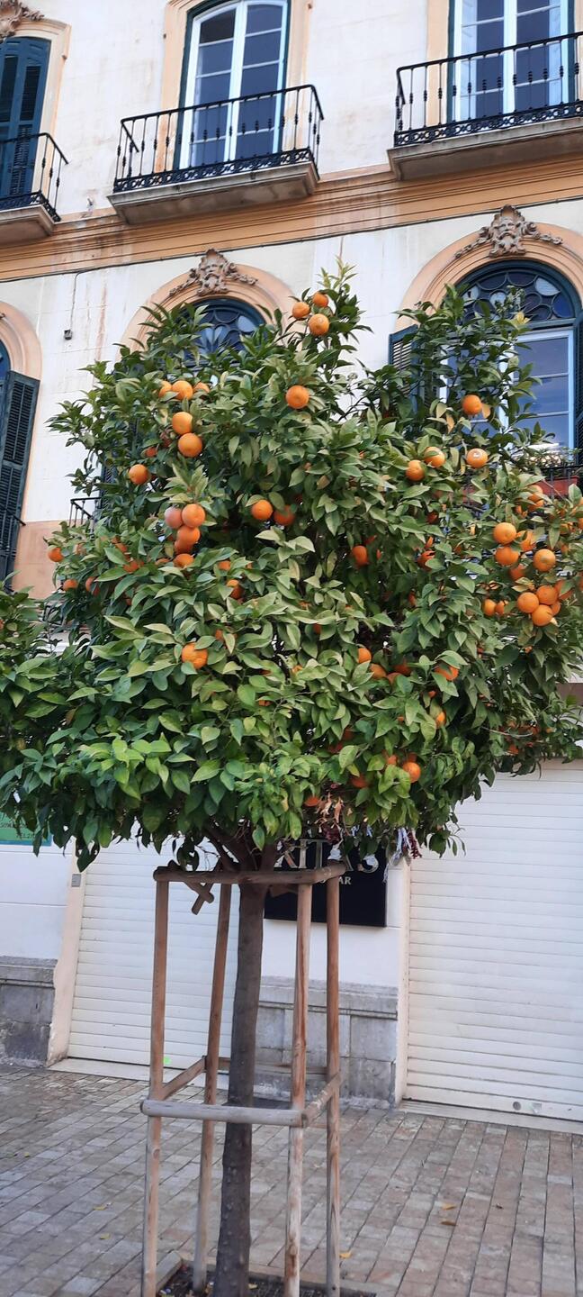 Des orangers à tous les coins de rue