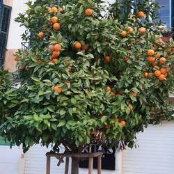 Des orangers à tous les coins de rue