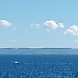Lots of whale spouts & backs & tails out of the water but couldn't capture on camera