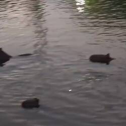 Capibaris in the lake