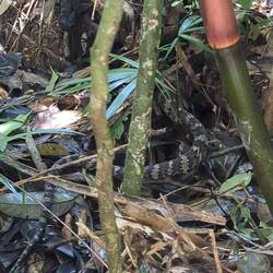 Snake