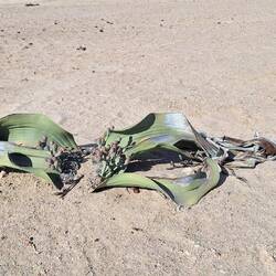 This particular Welwitschia is only a youngster, estimated at 600-700 years old.