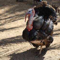 This fella was lucky to dodge Xmas.