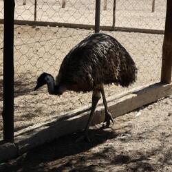 I'm fairly sure this is an emu, I thought they were Australian.