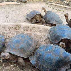 Giant tortoises waiting for a feed in the breeding centre