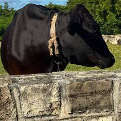 eine freilaufende Kuh + Stier bewachten ihr Kalb. Annäherung zweifelhaft. Die Kuh kam heran...😳