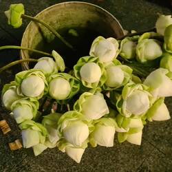 Lotusse werden angeboten