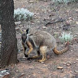 A rare yellow footed wallaby. Spotted by ms Ella!