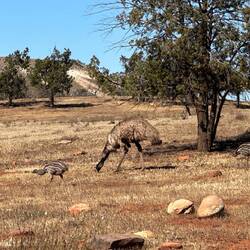 Emus and their cute chicks en masse here