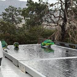 Our morning alarm clocks! We started leaving water out for them which the girls loved