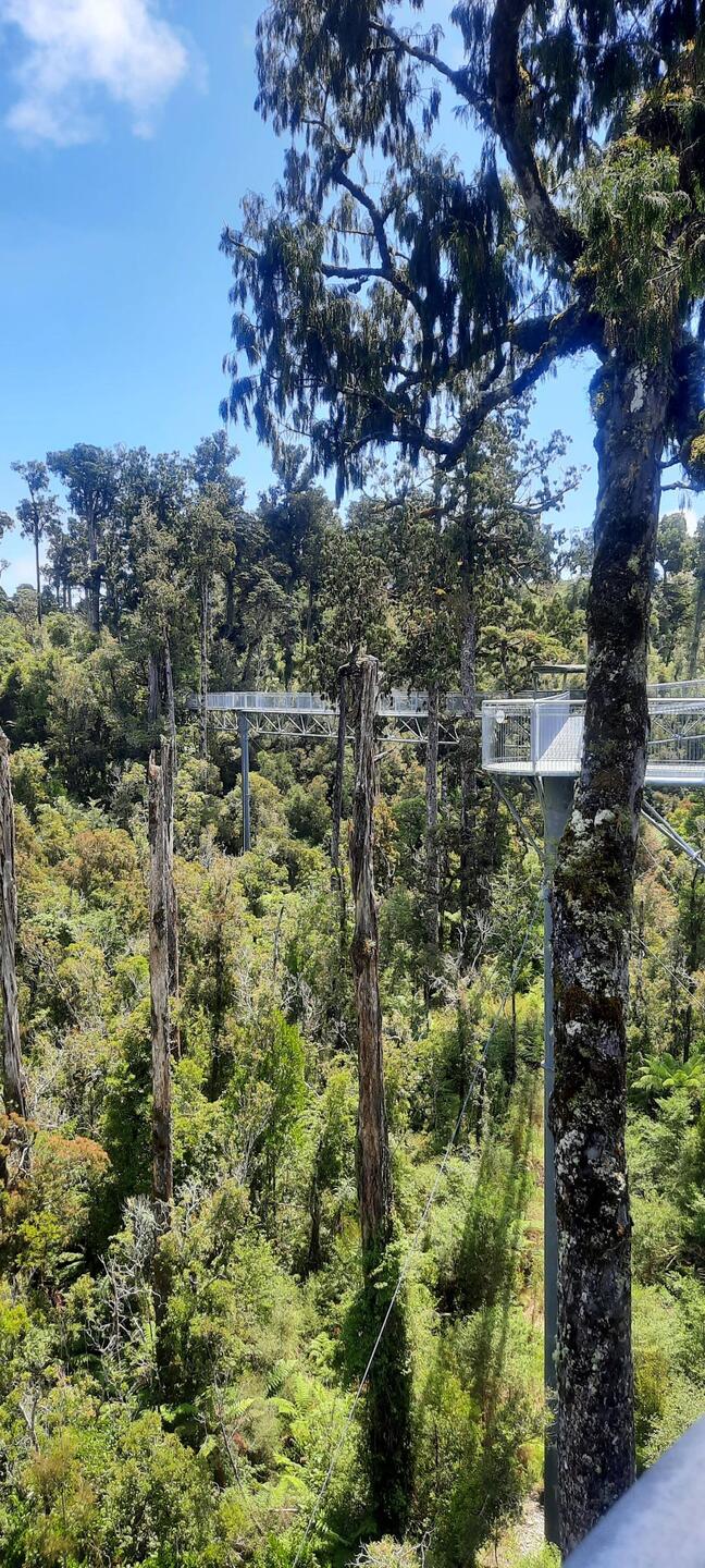 Straight tall Rimu trees