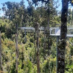 Straight tall Rimu trees