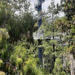 Can zip line from tower for $120. No thanks !!! It wasn't the height that stopped me.It was the cost