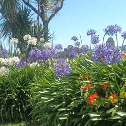 Am Straßenrand wachsen die Agapanthusblumen sehr gerne 😊