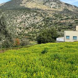 Der Sauerklee blüht