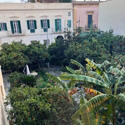 Courtyard with oranges, mandarins, and lemons to eat