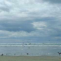 Les mouettes qui ont un festin 😋