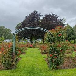 Un jardin de roses sur notre chemin 🌹