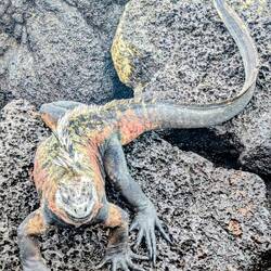 Die wollte ich schon immer sehen