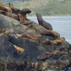 Unter dem Leuchtturm genießen die Robben die Sonne