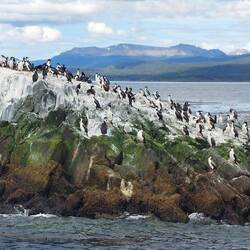 Vogelfelsen im Beagel Kanal