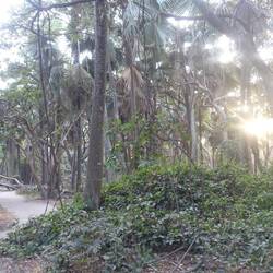 Im schönen Bijilo Forest Park gibt es zahlreiche Affen