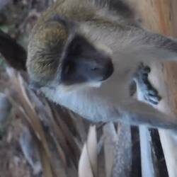 So sind sie sehr an die Besucher gewöhnt