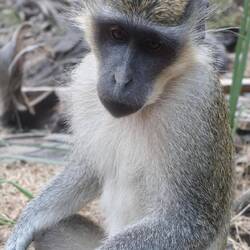 Und man kann gute Portraits knipsen